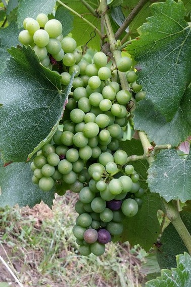 Champagne - Passage de tondeuse dans les vignes Bio